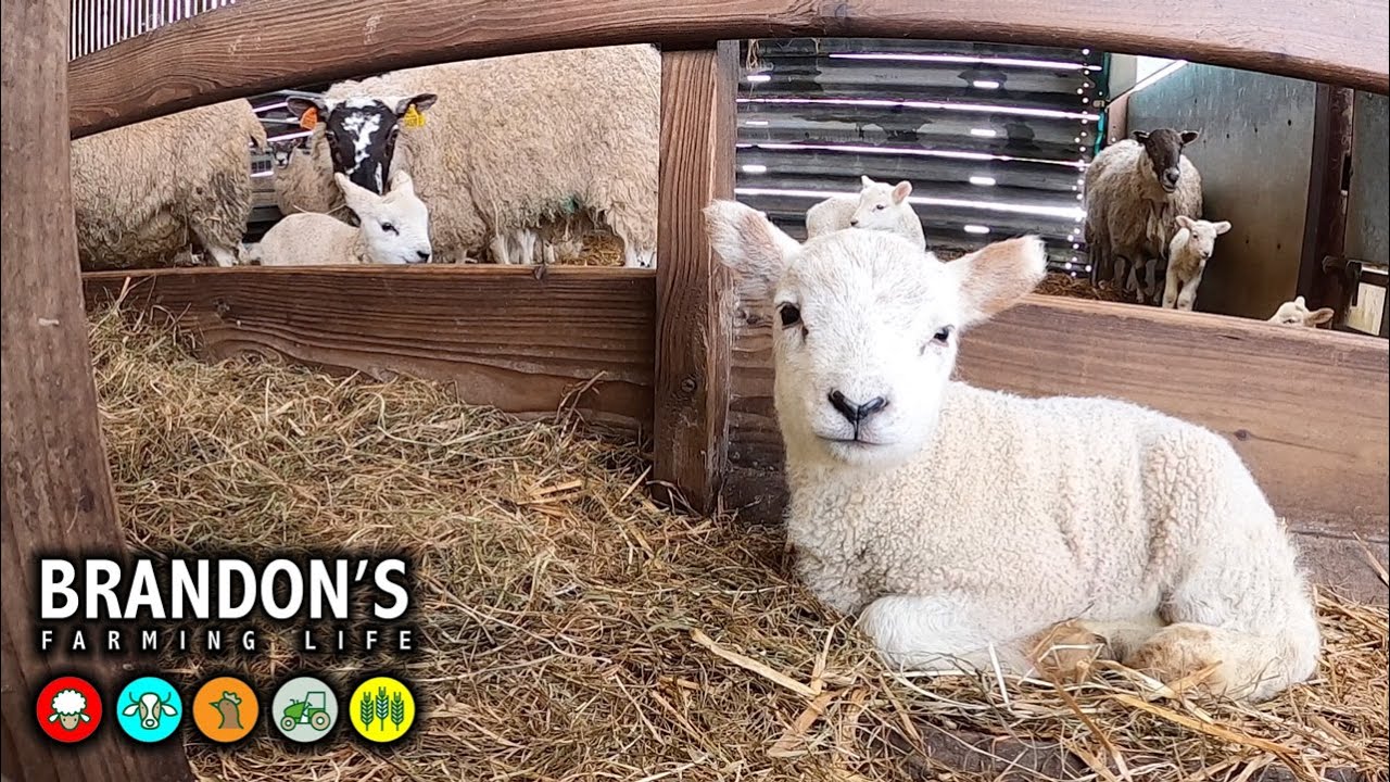 How we use the lambing pens