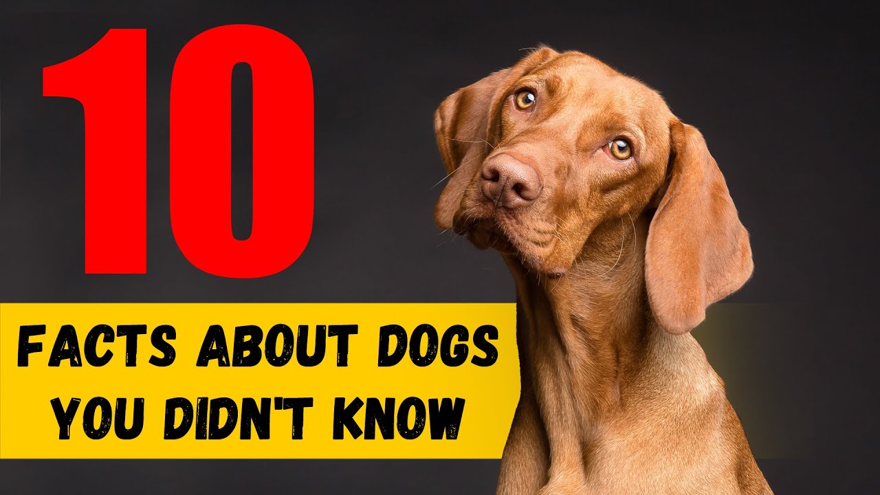 10 Facts About Dogs You Didn't Know