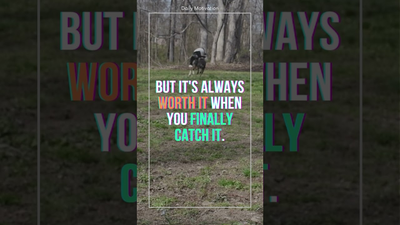 Life is like a game of fetch: sometimes you chase what you want! 