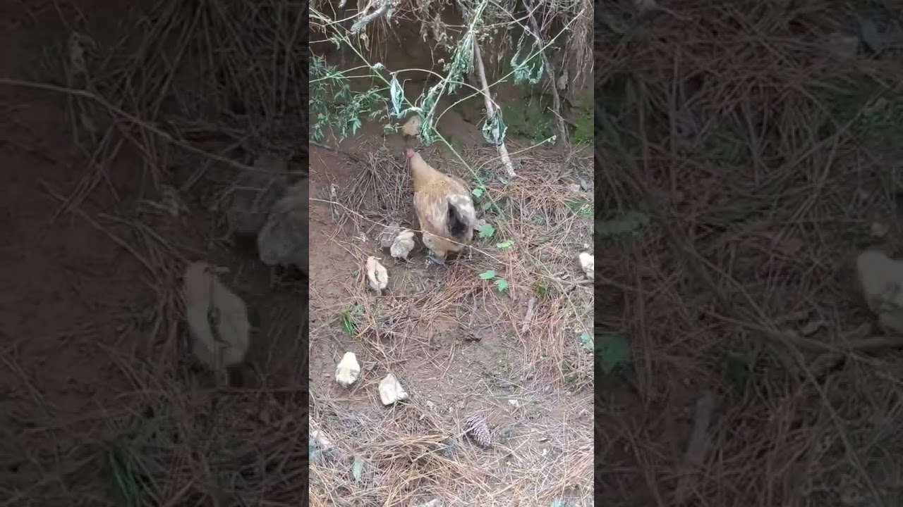 : Protective Mother Hen’s "Sweeper Kick" Defense | Raising Chicks in the Countryside
