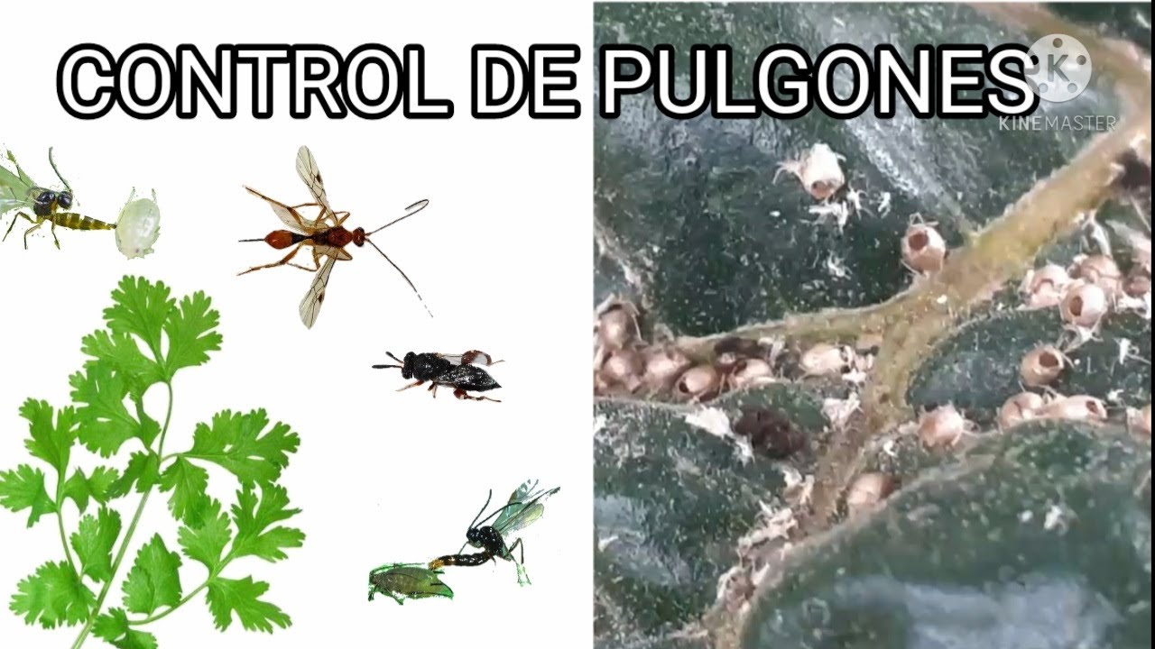 Control de pulgones en la Huerta