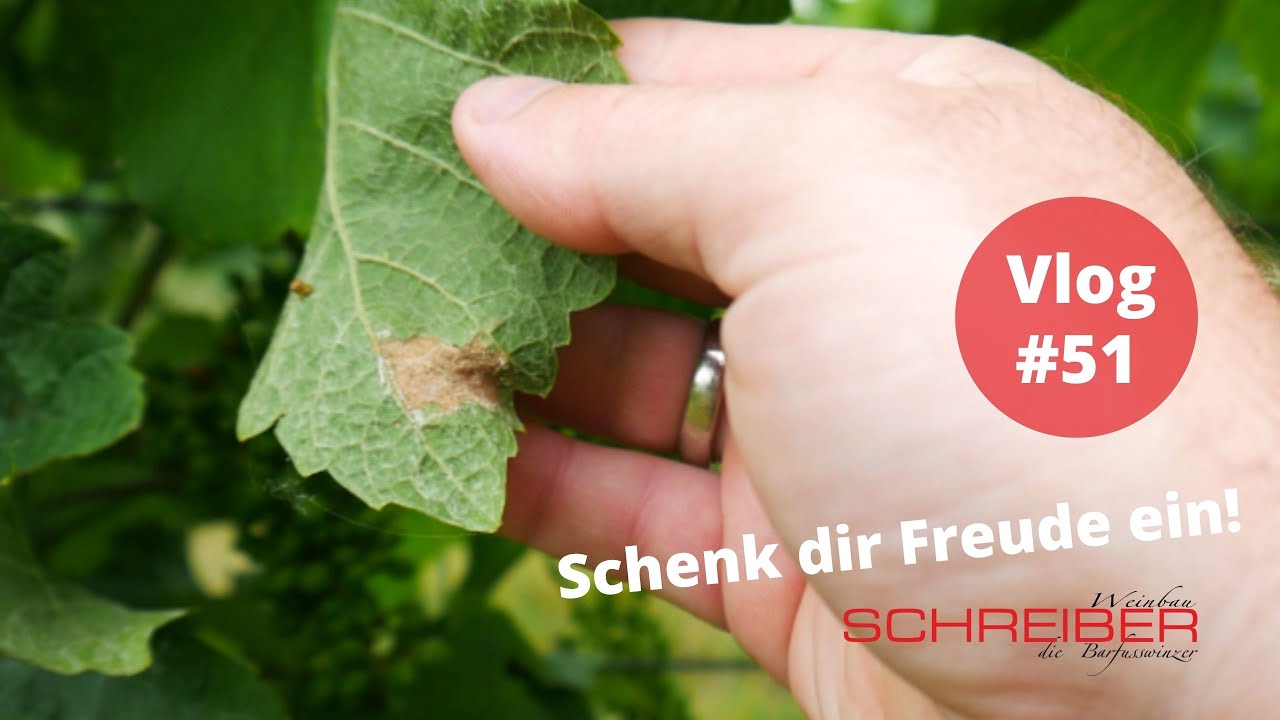 Komposttee - Weinbau ohne Schwefel & Kupfer Teil 2 I Schenk dir Freude ein! Vlog #51