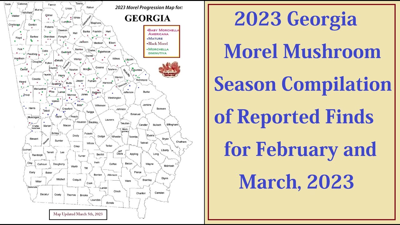 2023 Georgia Morel Mushrooms Finds/Reports for February/March 2023 Morel Mushroom Season Compilation