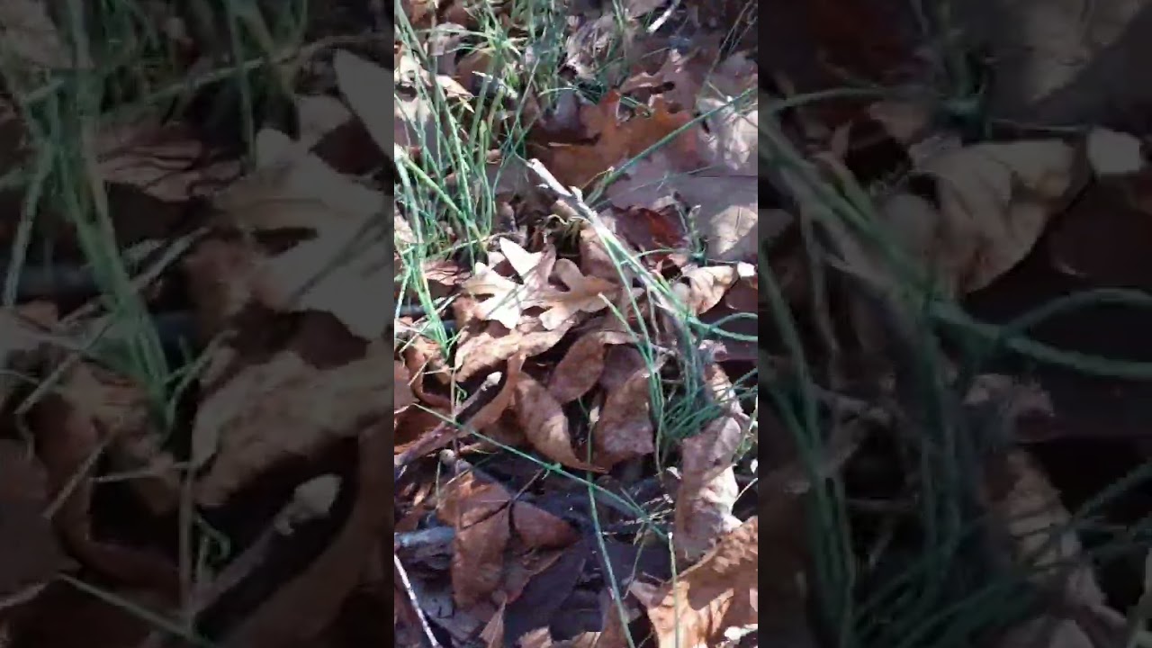 Wild onion!