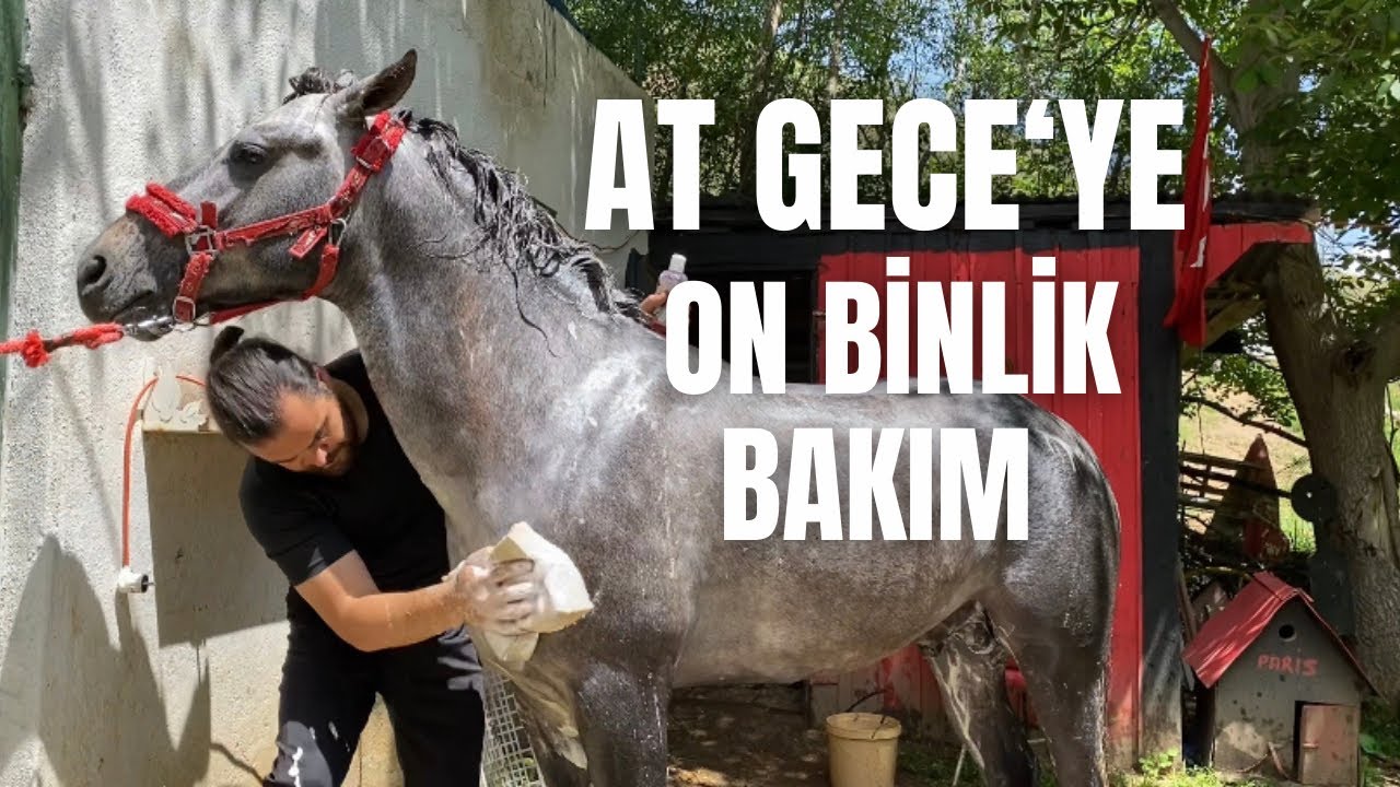 AT GECE’YE ON BİNLİK BAKIM