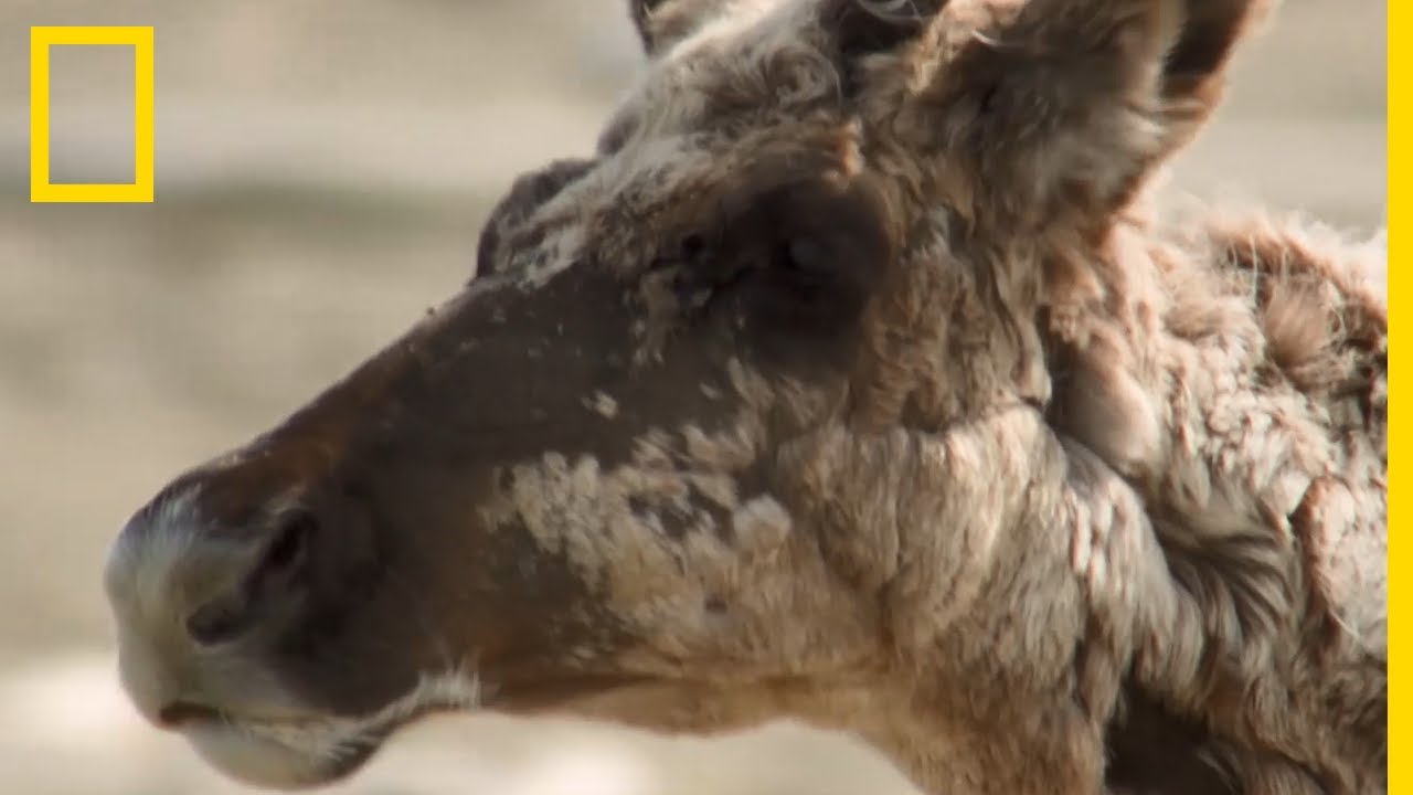 Ce caribou essaye d'échapper aux insectes