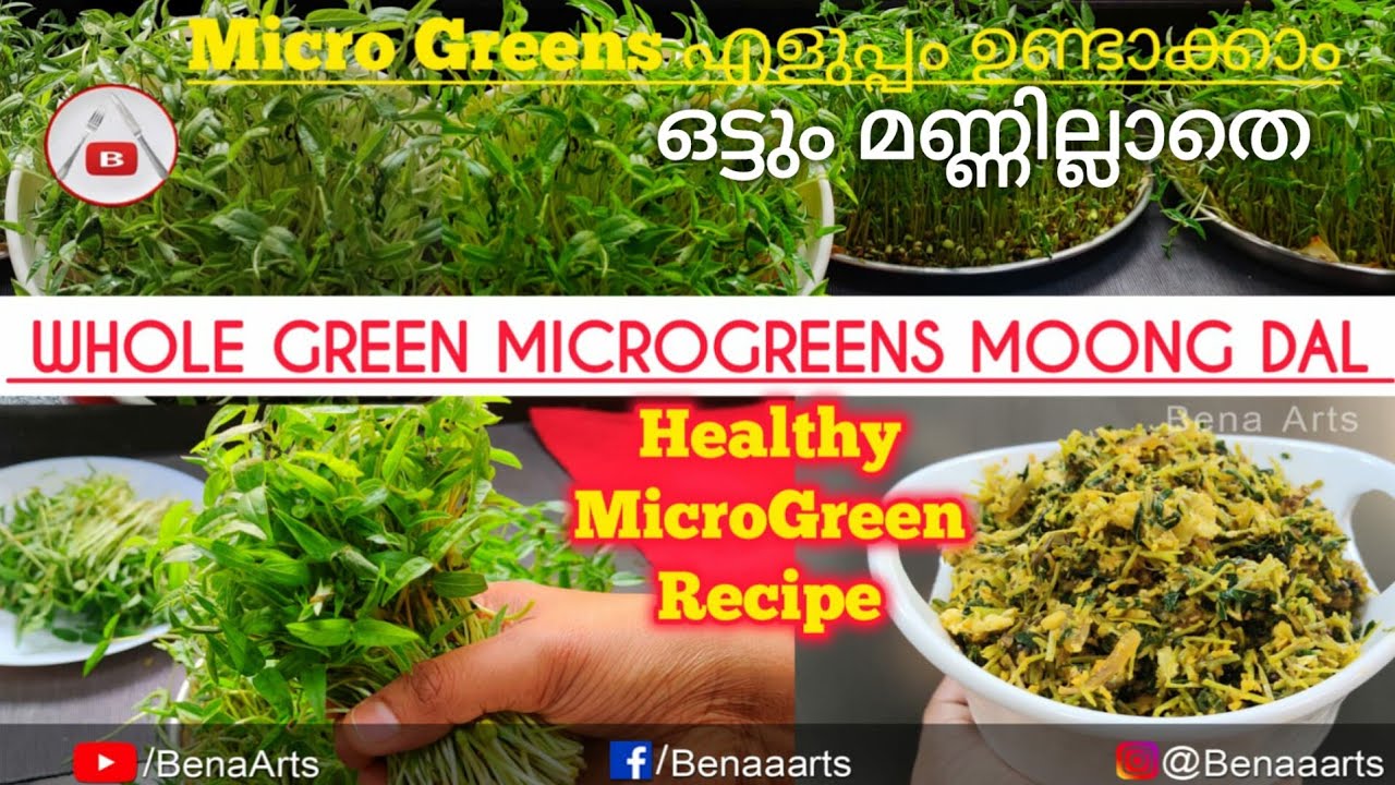 Micro Greens എളുപ്പം ഉണ്ടാക്കാം | Whole Green Microgreens Moong Dal | Healthy Micro Green Recipe