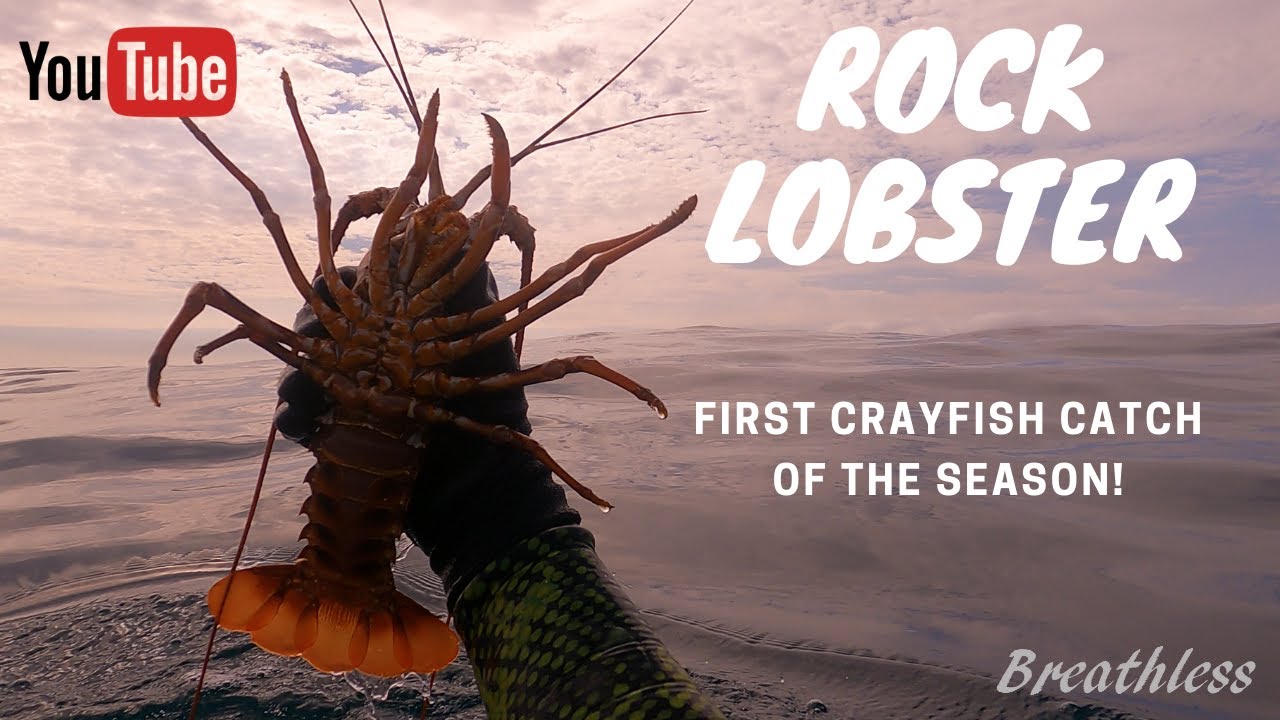 CATCH AND COOK South Africa CRAYFISH feast! (Kreef Braai 2.0)