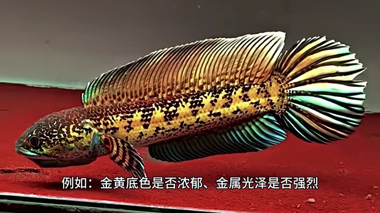 如何挑选一条极品黄金眼镜蛇雷龙鱼？超全评价标准干货集锦 想入手一尾心仪的黄金眼镜蛇雷龙鱼，却并非易事 ，市场上大小不一的个体鱼目混珠，品质更是参差不齐。本视频便为你拨开迷雾，教你精准挑选的门道，辨明何