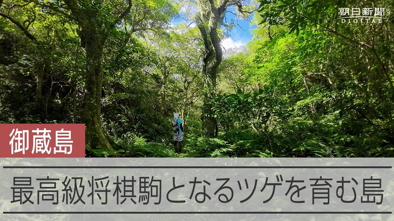銘木の島・御蔵島　ツゲは最高級の将棋駒に