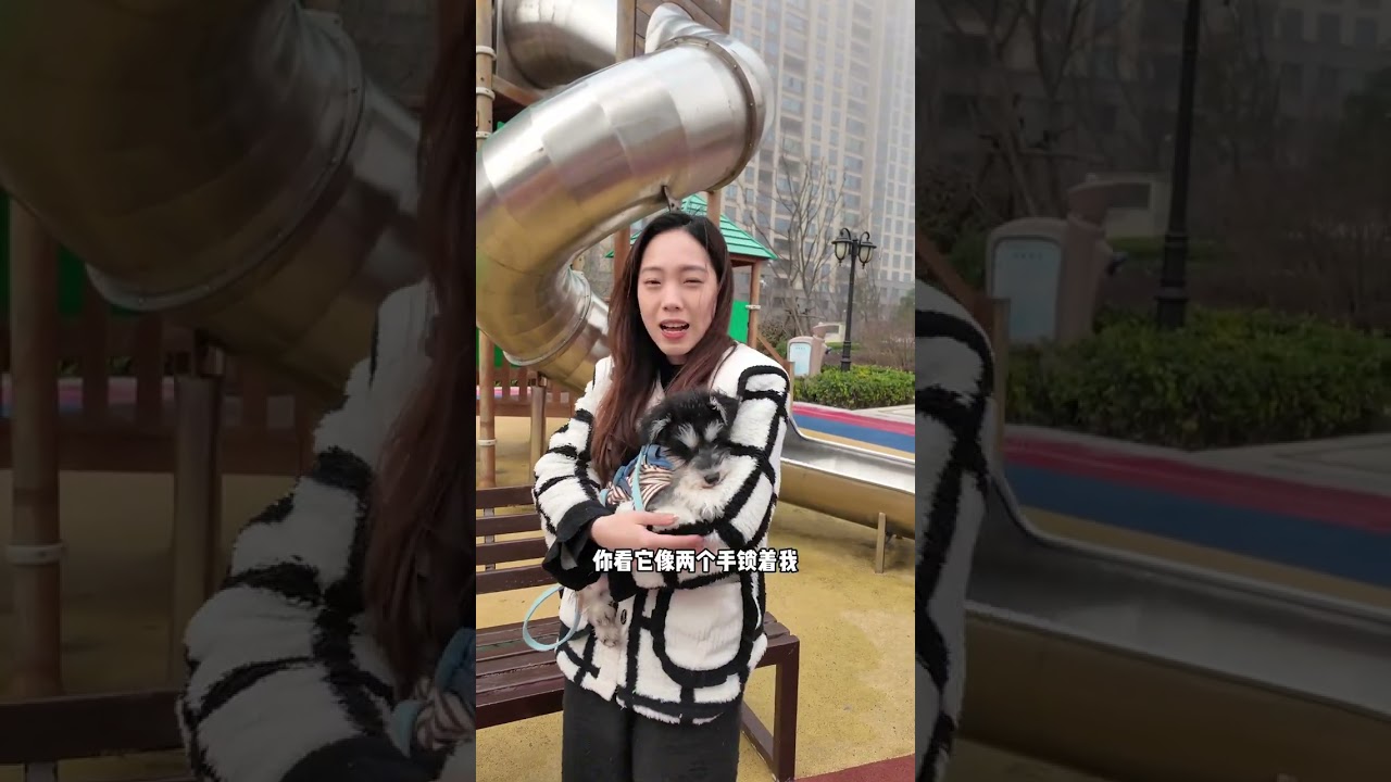 幼犬出门不敢走你还在硬拽？唉…… #新手养狗#幼犬训练#萌宠出道计划 #养狗经验分享 #雪纳瑞