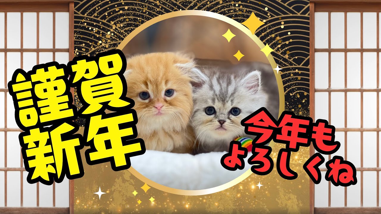 【2025総集編】たくさんの癒しをありがとう。2026年もよろしくお願いします🐾