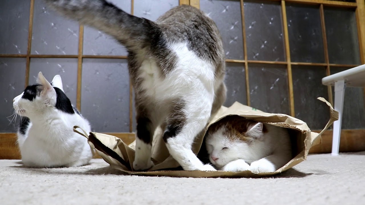 紙袋で遊ぶねこ Paper bag and cat 171022