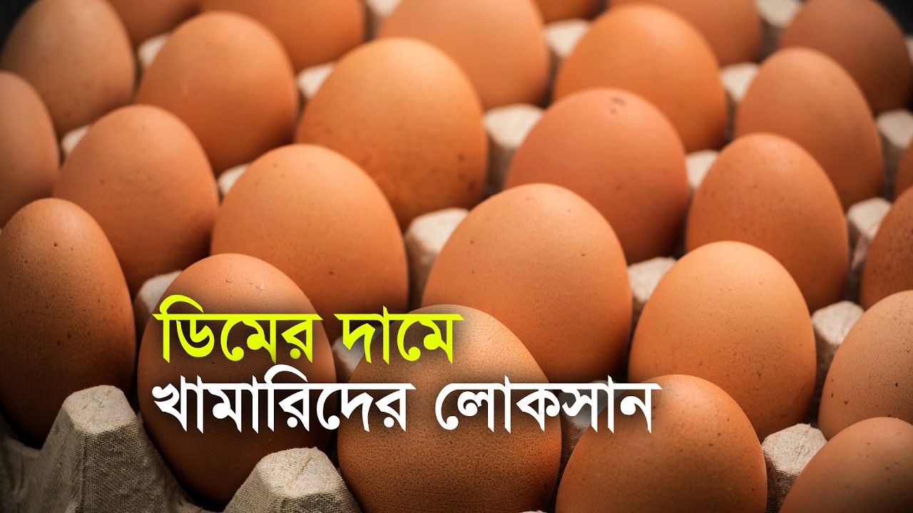 ডিমের দামে খামারিদের লোকসান | Egg | Egg Price | Price Drop | Poultry Farmer | Loss | Maasranga