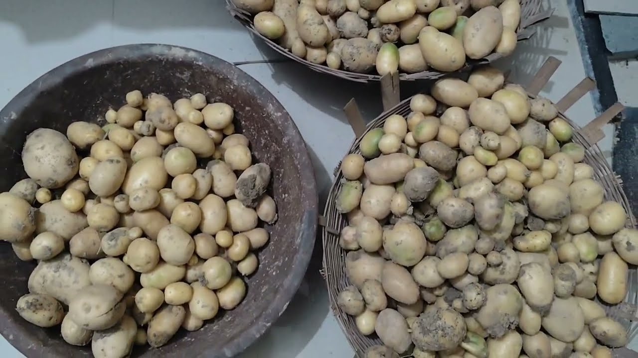 Potatoes harvesting/aloo ki harvesting karte samye kin bato ka dhyan rkhna chahiye? 