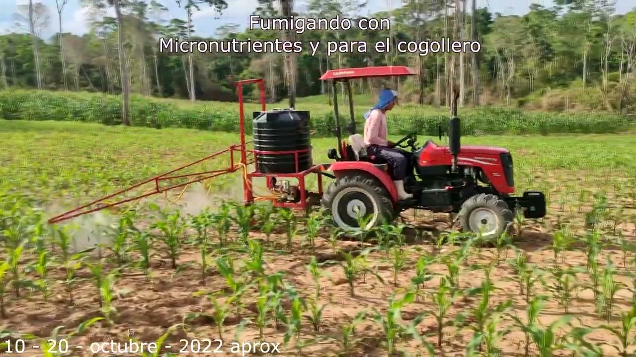 Maíz 2022 - 2023 Iberia Puerto Maldonado Peru - preparacion de suelos hasta la etapa de floracion