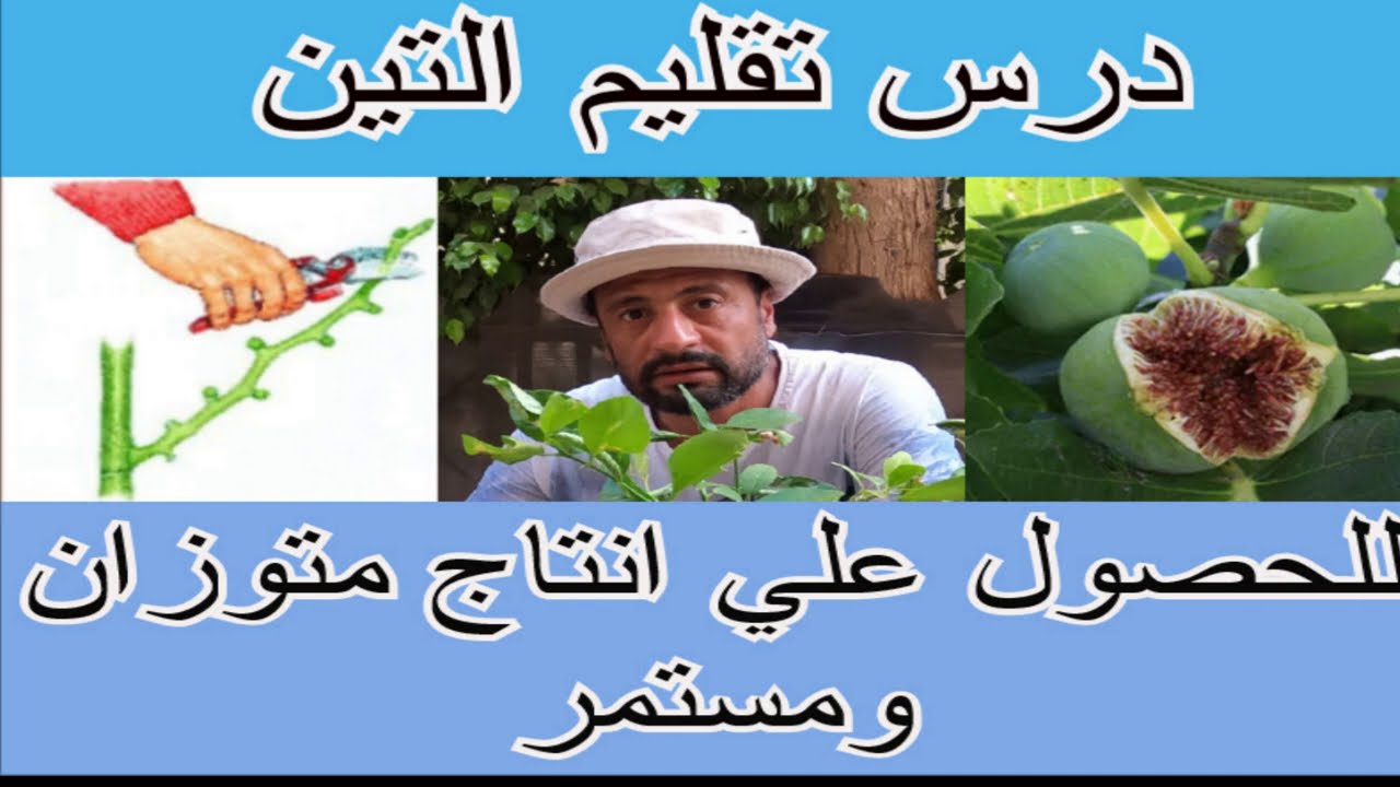 تقليم التين للحصول علي انتاج متوازن طول العام