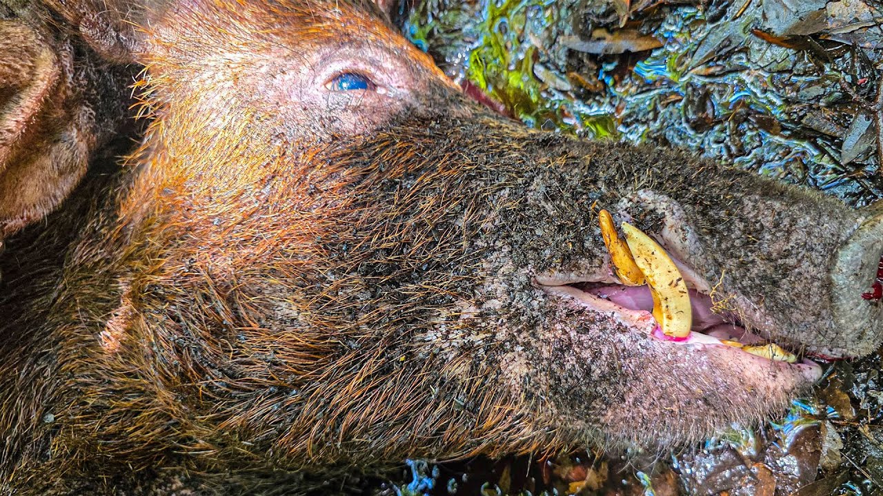 This Hog is Vicious!  