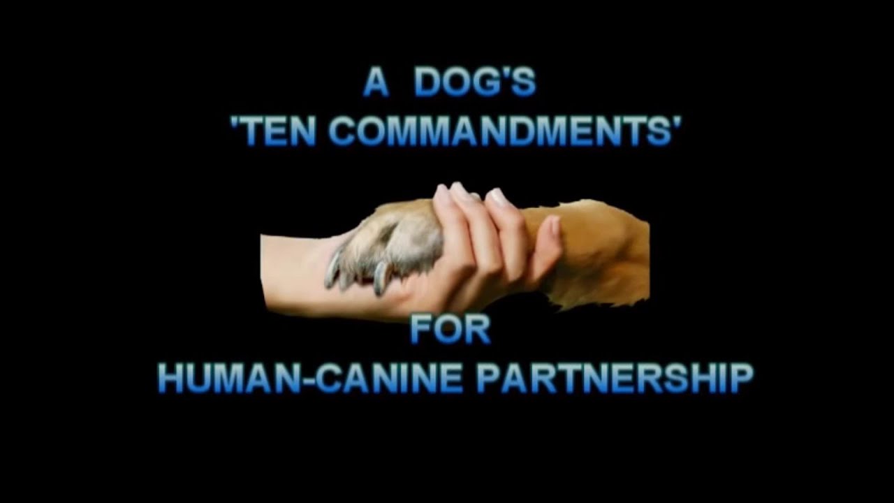 10 Commandments for a Human-Canine Relationship- Director's Cut, 2019