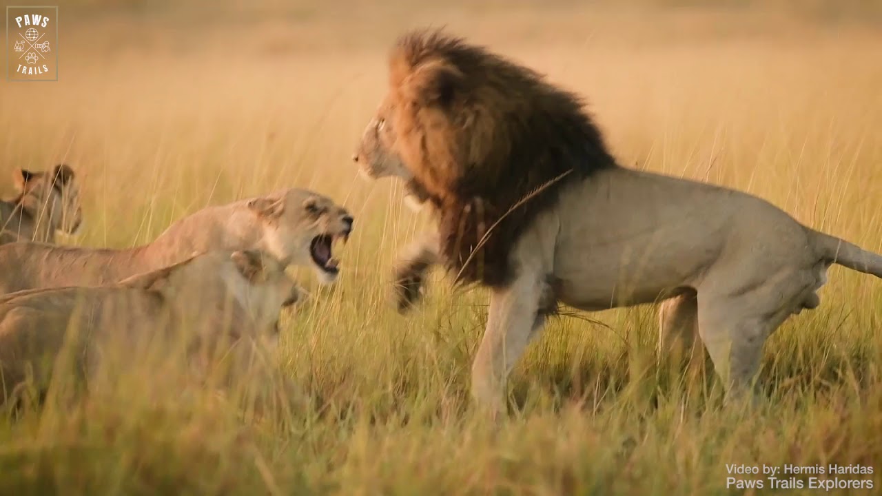 Notch II Interaction // Masai Mara