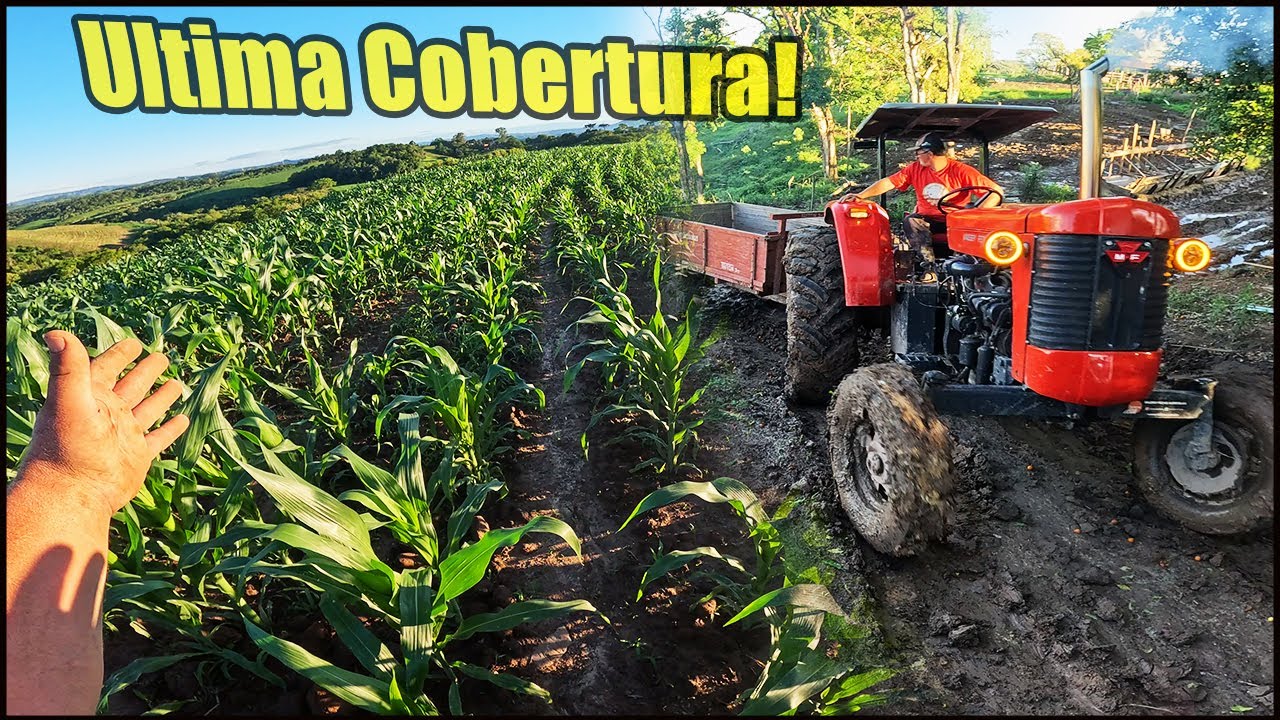 CADA DIA MAIS BARRO! VAMOS TER QUE CASCALHAR URGENTE! O MILHO SE RECUPEROU MUITO!