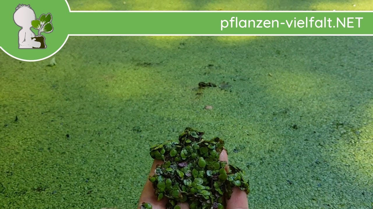 Kleine Wasserlinse - Ganze Pflanze - 29.05.18 (Lemna minor) - Essbare Wildpflanzen sammeln