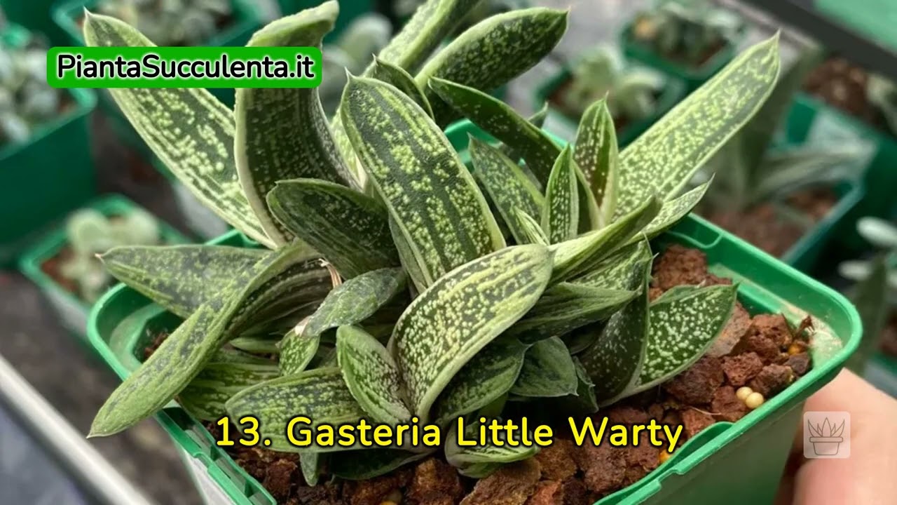 42 Nomi e foto di piante grasse e succulente | Le conosci tutte?