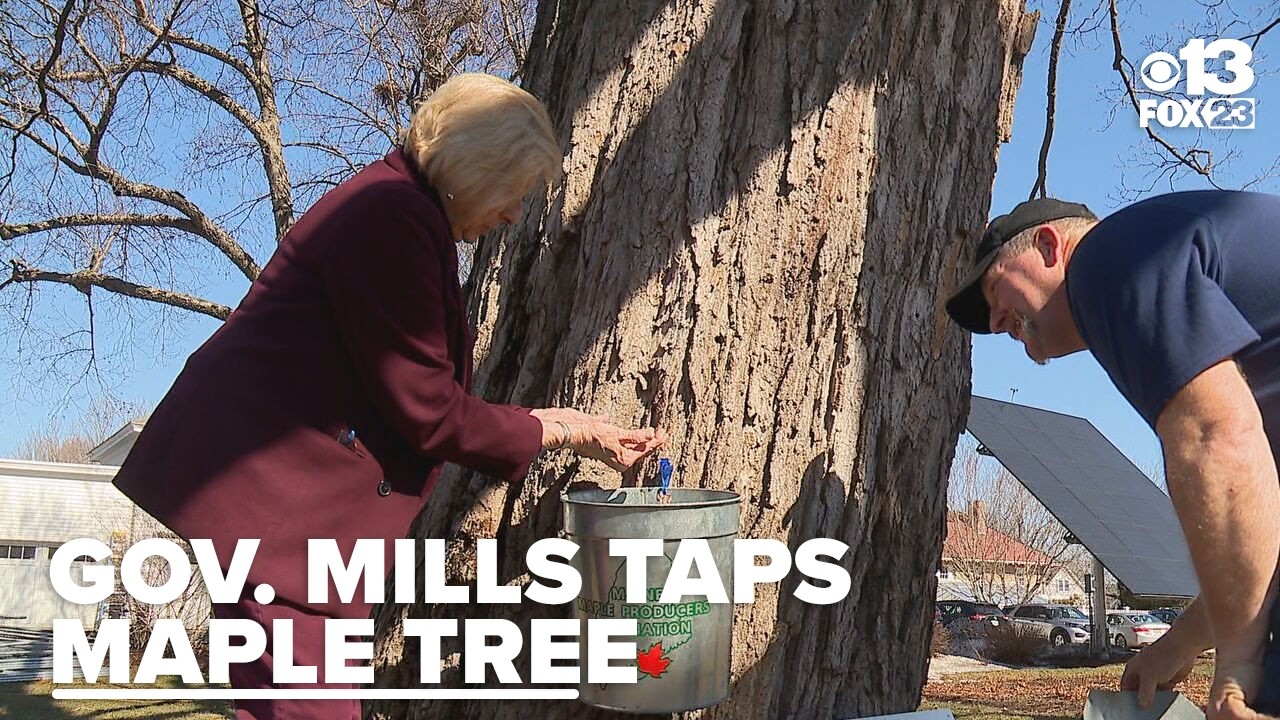 Gov. Mills taps tree at Blaine House to kick off Maine maple season