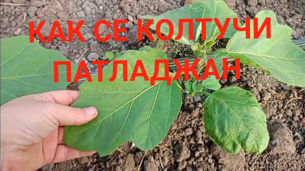 Колтучи ли се Патладжан? Защо се Колтучи Патладжана  | Съвети за Отглеждане на Патладжан