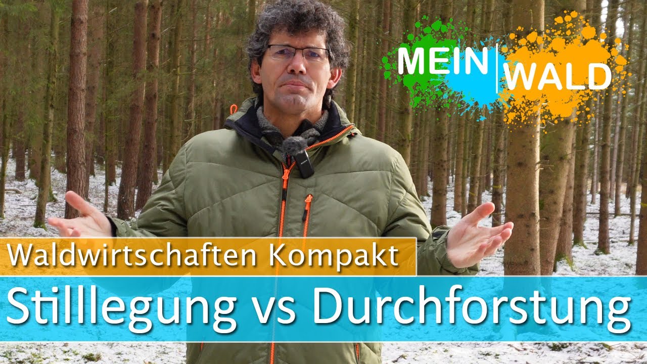 🌳🌲Ist die Stilllegung von Wäldern besser als die Durchforstung?