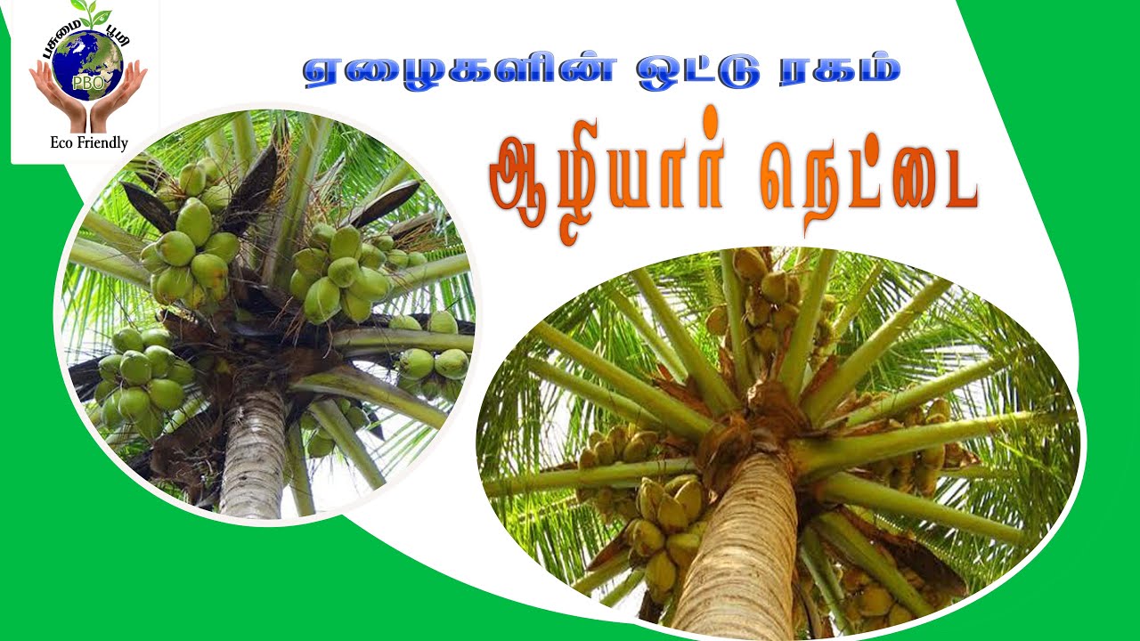 128:நாட்டு ரக தென்னை, ஏழைகளின் ஒட்டு ரகம் (ஆழியார் நெட்டை)வாங்க where isTall coconut seedling  ?