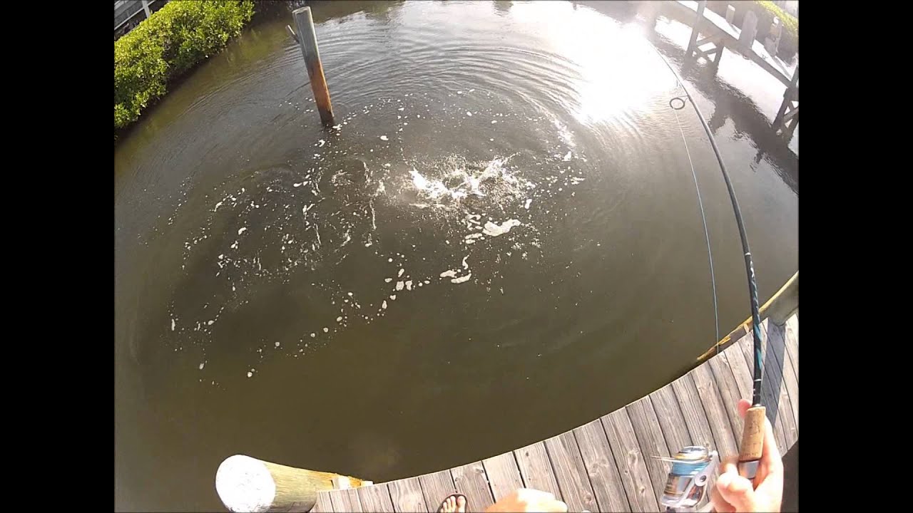 Bass Strikes, Snook, and a Red