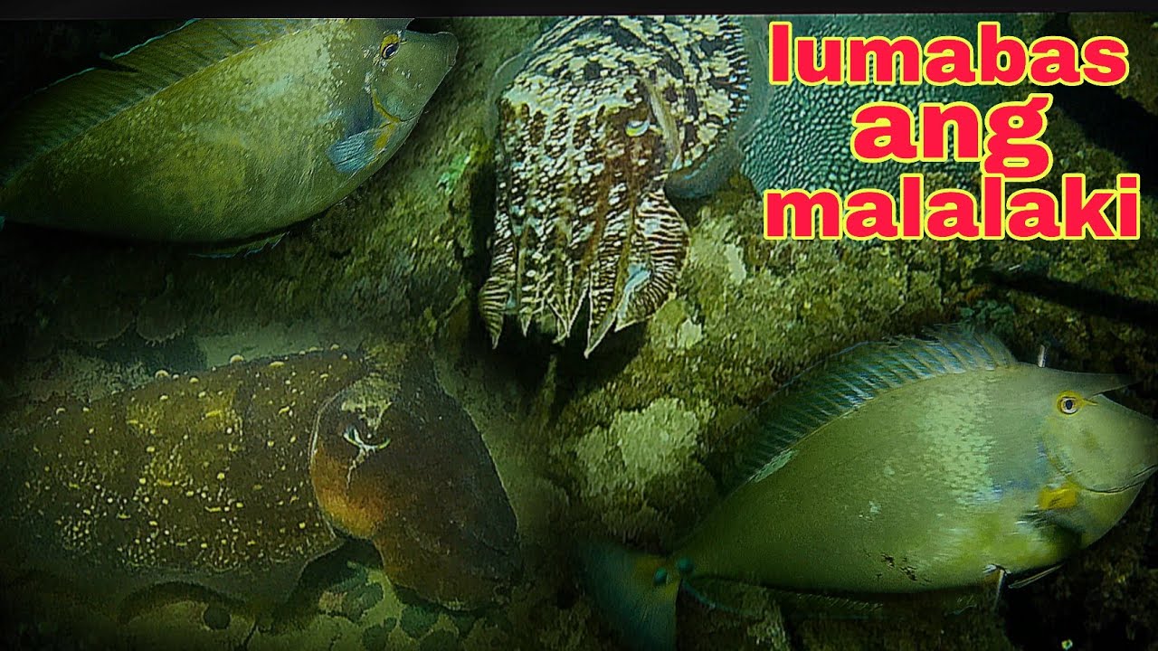 ap488 dive2 naglabasan ang malalaking subrahan at kulambutan night spearfishing Philippines