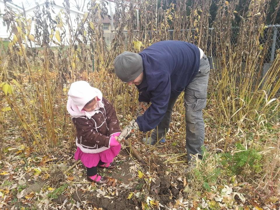 Jerusalem Artichoke Harvest & Value and Use of Leaves Over Winter - The Wisconsin Vegetable Gardener