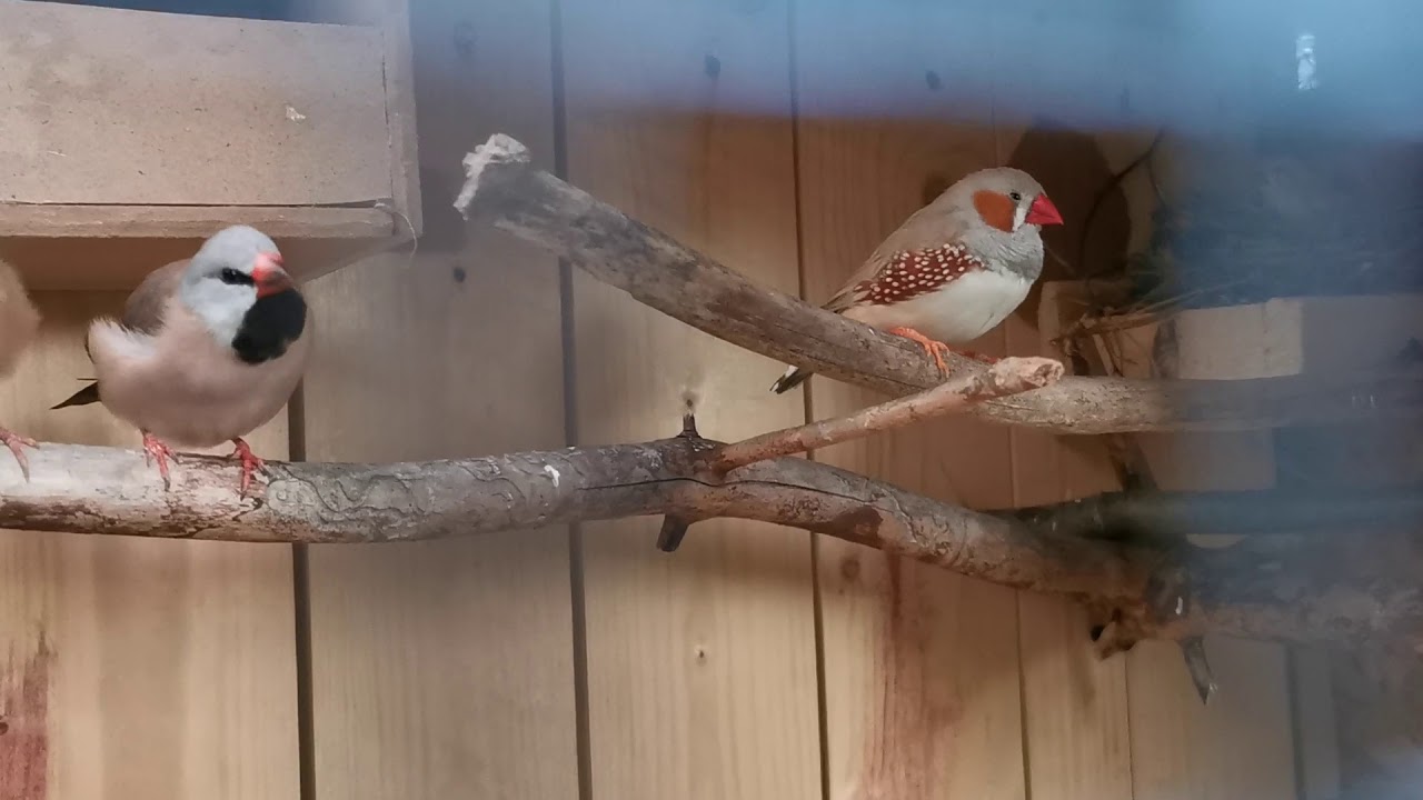 Zeberki (Taeniopygia guttata) krótki opis gatunku, aktualności, nowe nabytki. Vlog2 31.05.2020