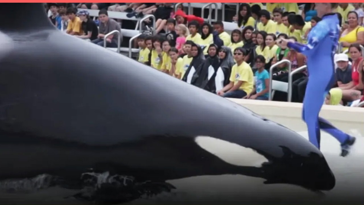 Corky's Tragic Story and the Campaign to Take Her Home