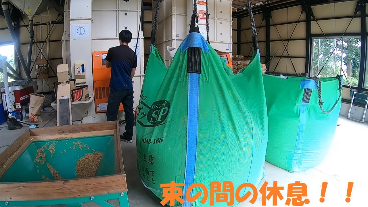 乾燥機に入らなかった籾を張り込み！！