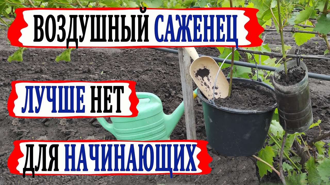 🍇 Если сделаешь ЭТО в ИЮНЕ, то осенью получишь мощный САЖЕНЕЦ ВИНОГРАДА. Воздушный отводок.