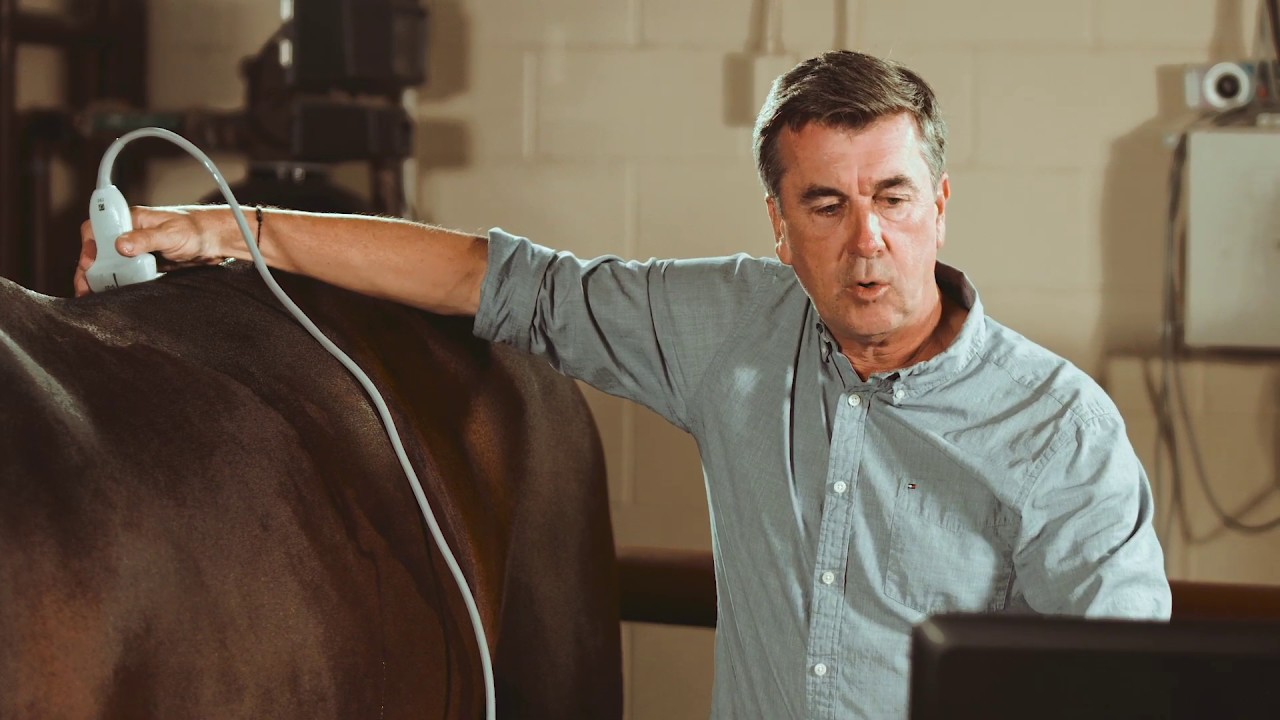 Ultrasound Exam of the Equine Back