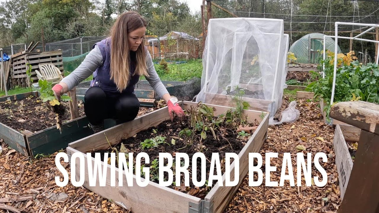 Sowing Broad Beans | Clearing Raised Beds | Allotment Jobs | Gemma's Allotment