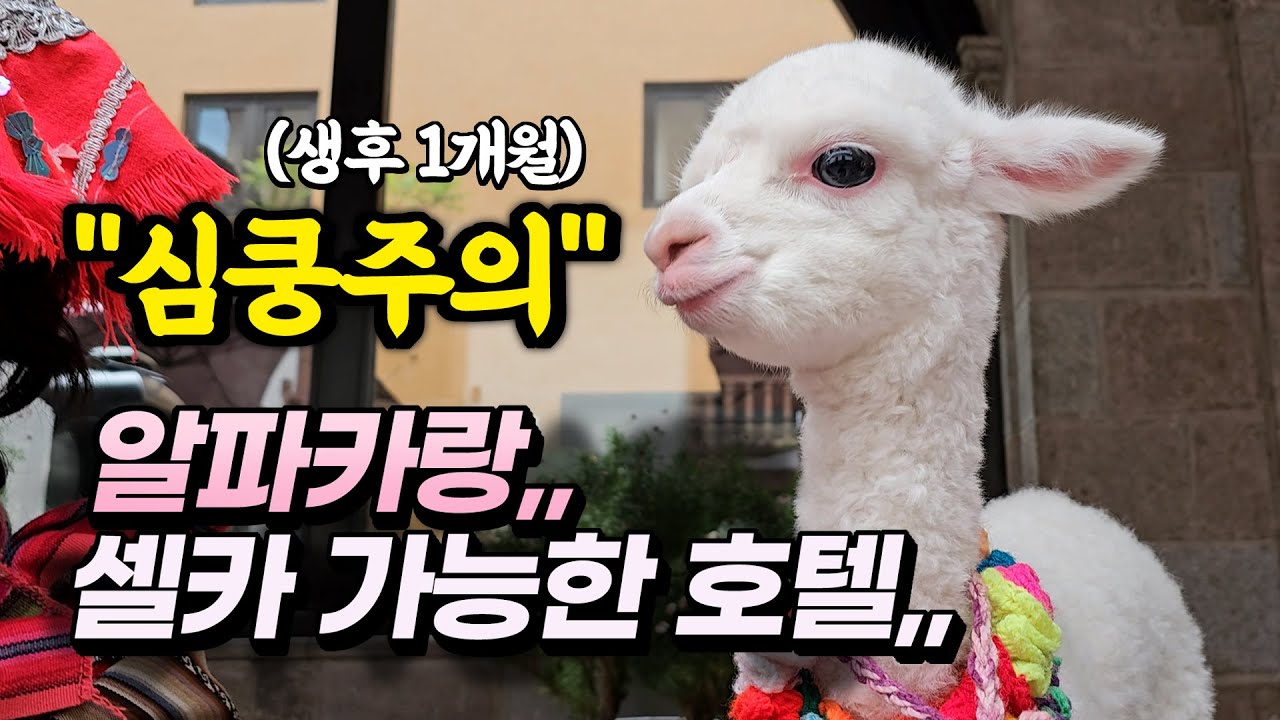 알파카랑,, 셀카 가능한 호텔,, 알파카 귀여웡 ㅠㅠ💕,, JW메리어트 쿠스코 여행