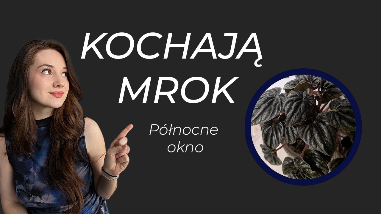 Rośliny na OKNO PÓŁNOCNE, które naprawdę KOCHAJĄ CIEŃ!
