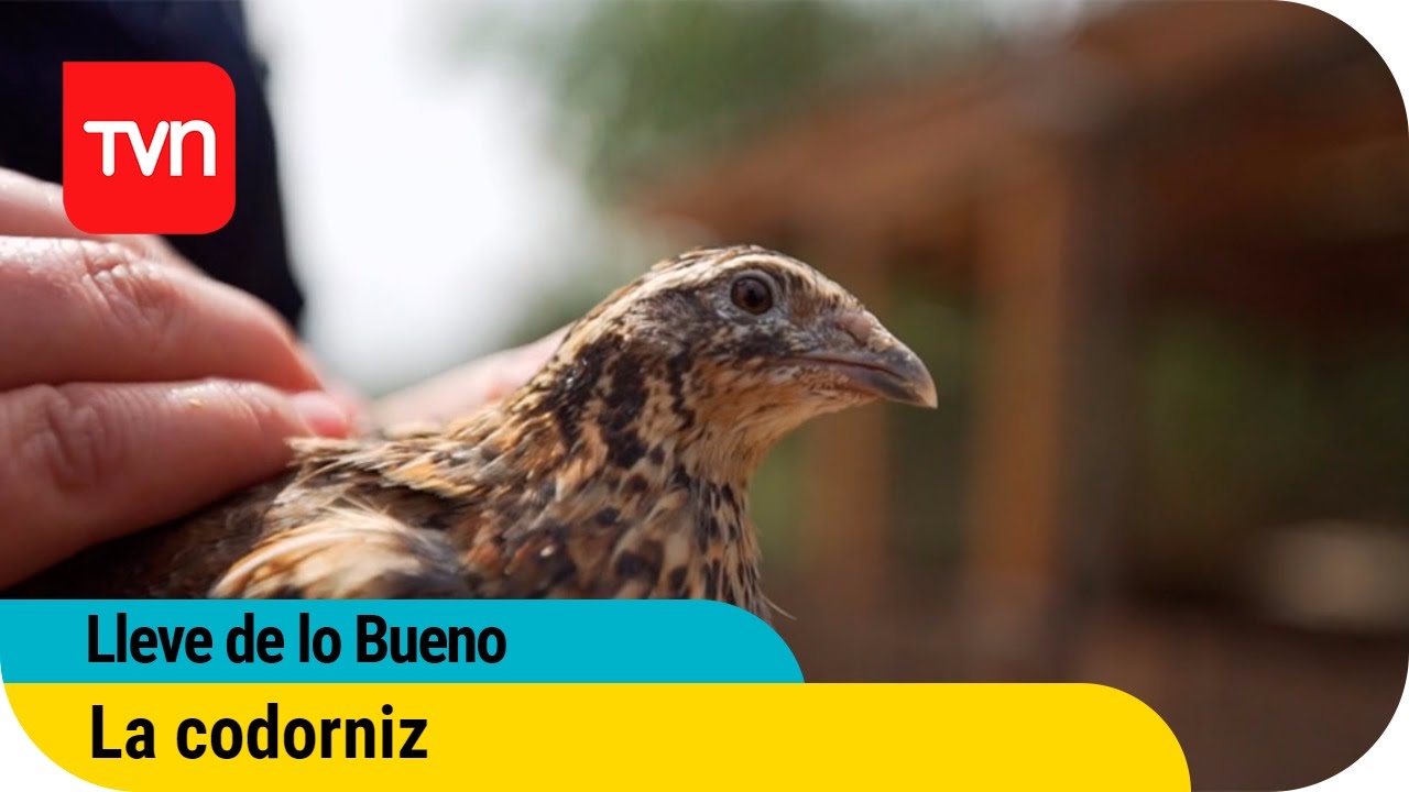 Lleve de lo bueno | La codorniz | Buenos días a todos