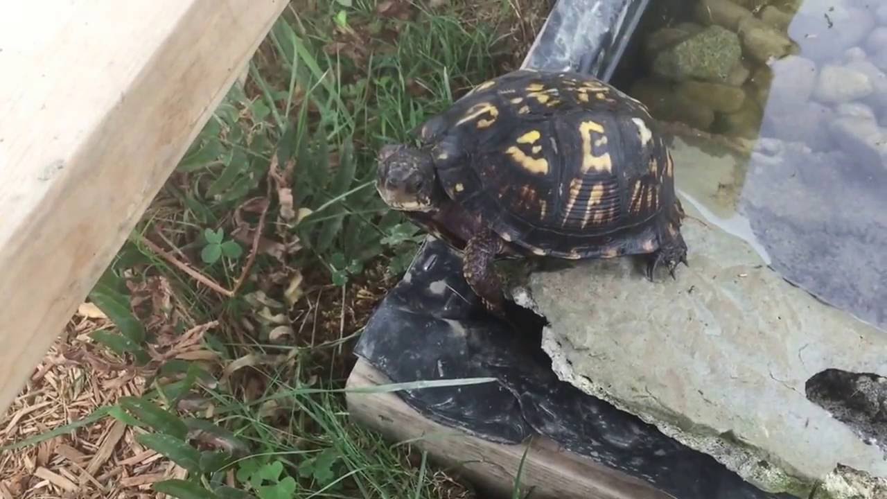 New arrival PLUS eastern box turtle habitat.