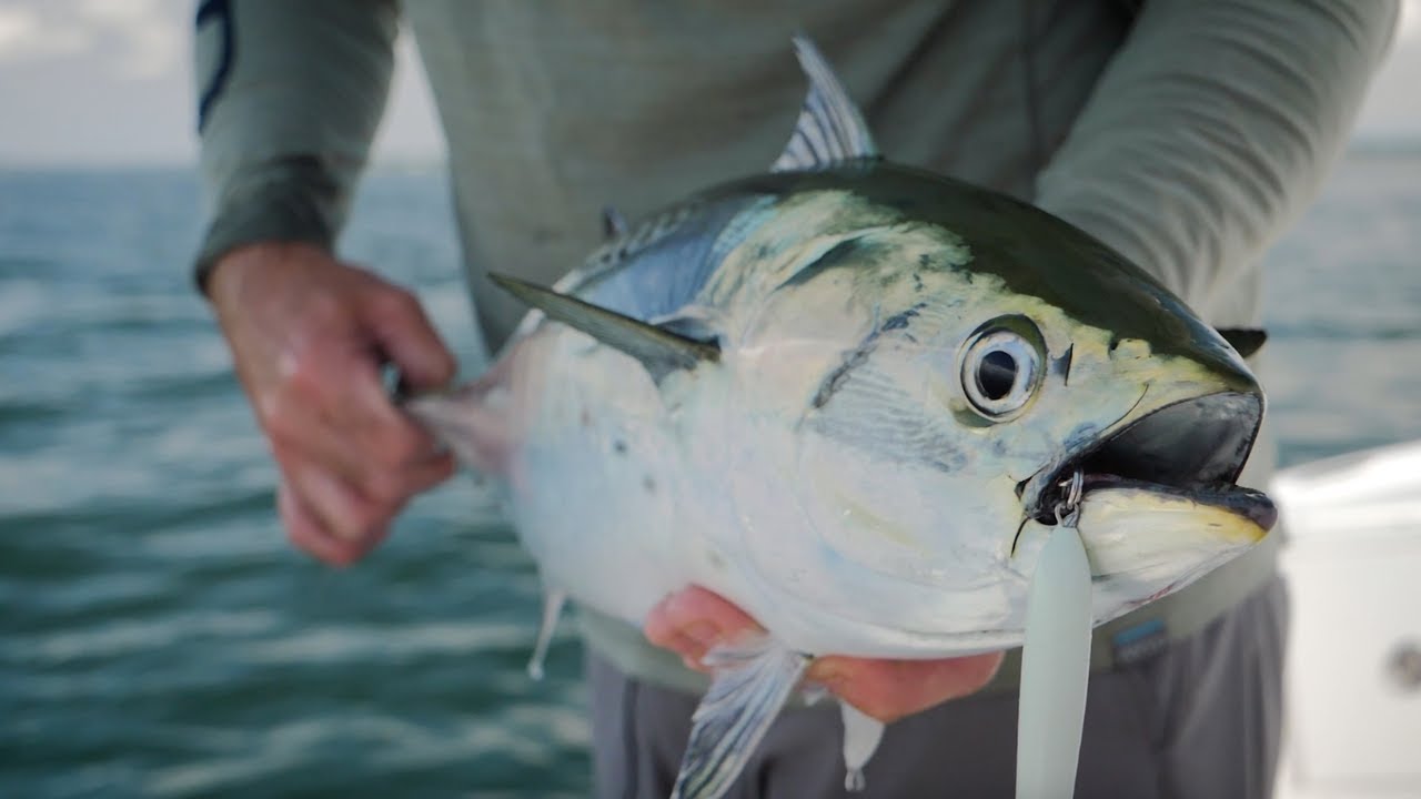 Topwater Albie Fishing | New England Fall Run | Salty Cape TV: S2023, E11