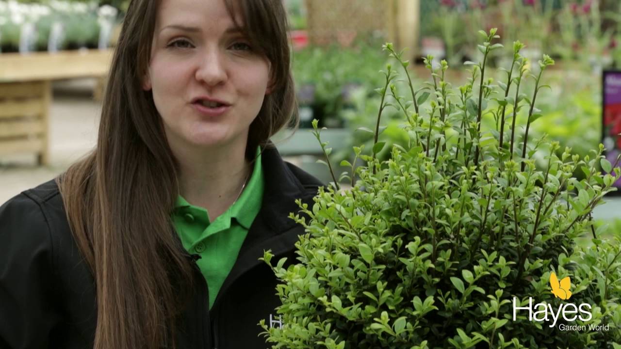 How to clip your topiary bush to shape