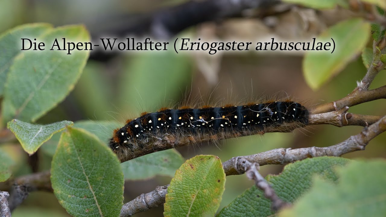 Die Alpen-Wollafter (Eriogaster arbusculae)