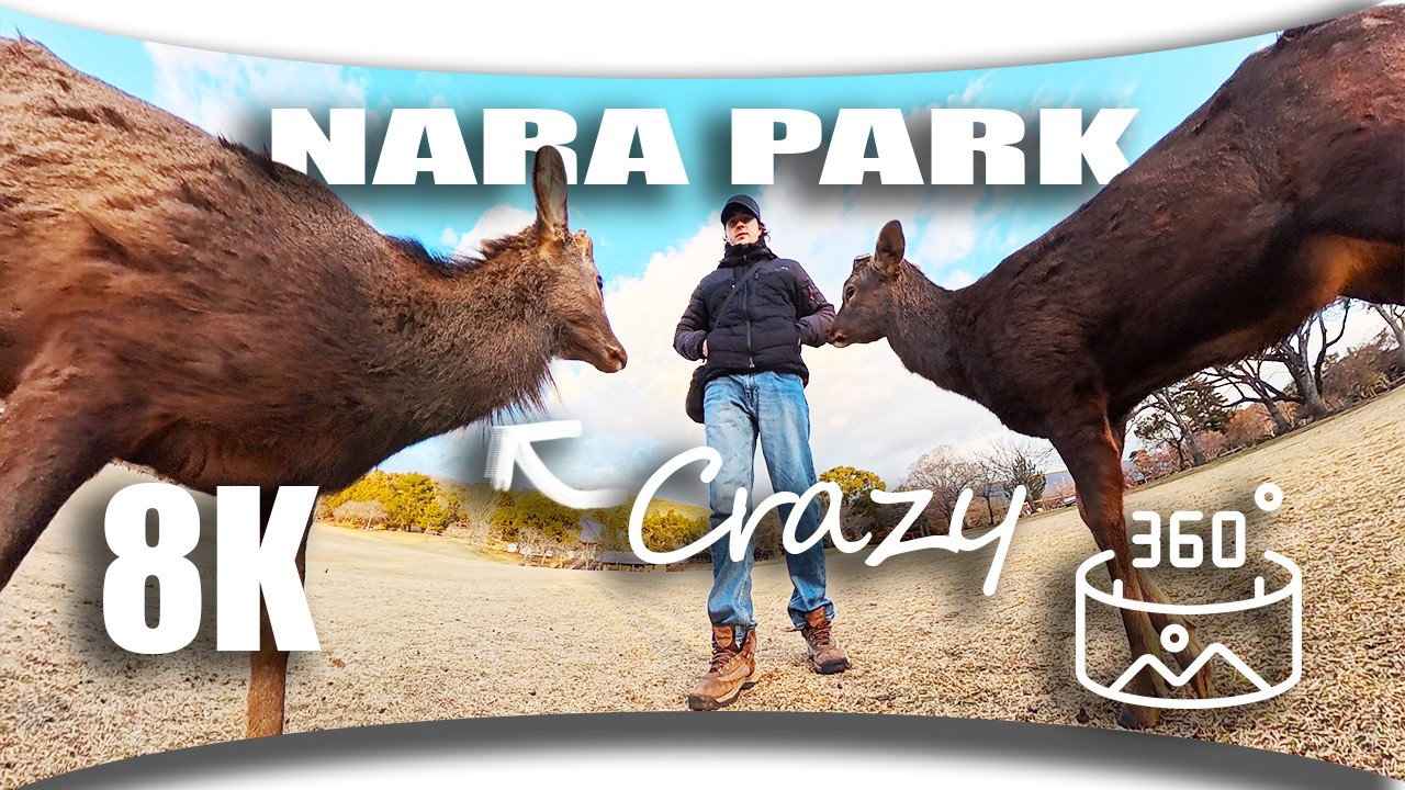 These Deer Are DANGEROUSLY Close in Nara Park, Japan! (Virtual Reality 8K 360)