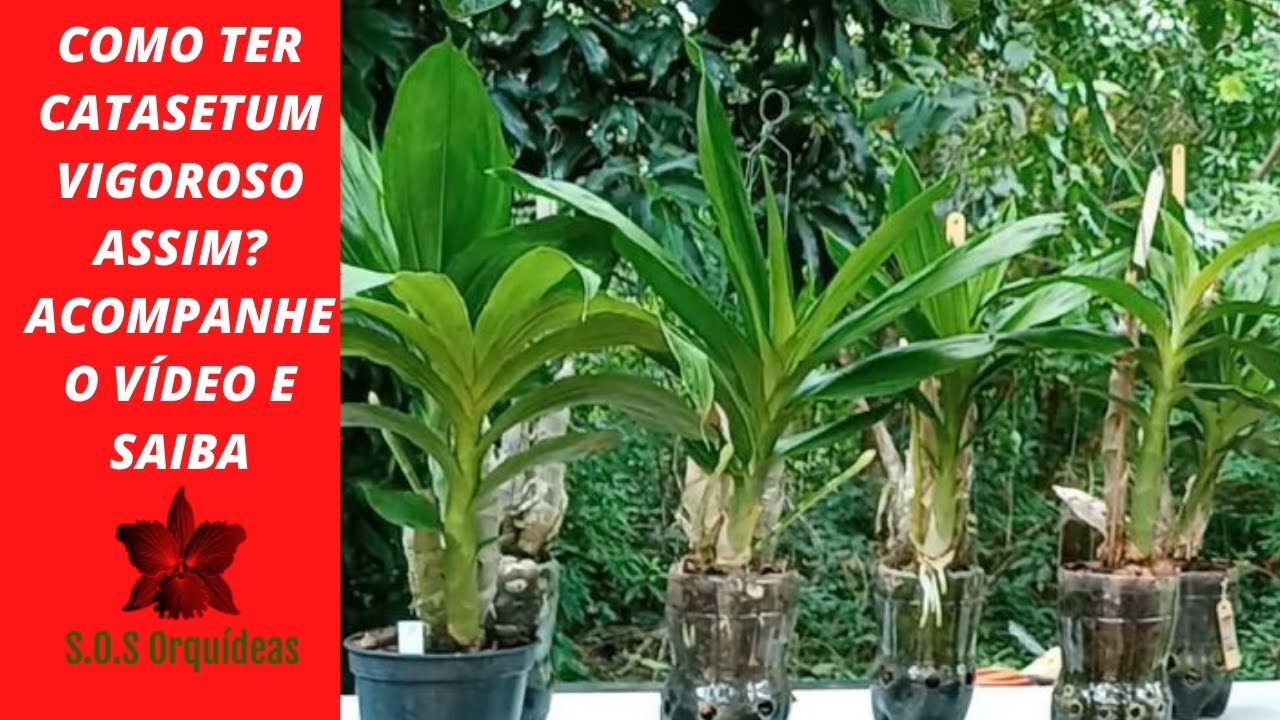 CATASETUM - como ter plantas exuberantes e fortes - ORQUÍDEAS CATASETUM - segredo simples e fácil.