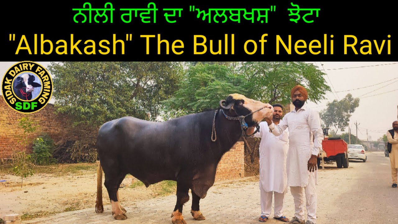 This is also for Neeli Ravi lovers, 